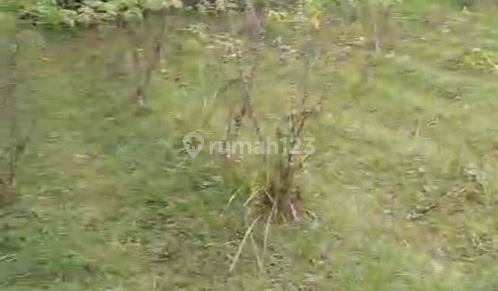 Tanah Shm Di Karang Jati Singosari Malang Cocok Untuk Hunian 1