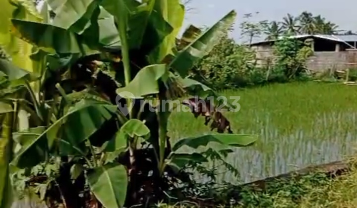 Cheap Land with SHM Rice Field in Pakembinangun Sleman Near Market, Hospital Cheap Land with SHM Rice Field in Pakembinangun Sleman Near Market, Hospital