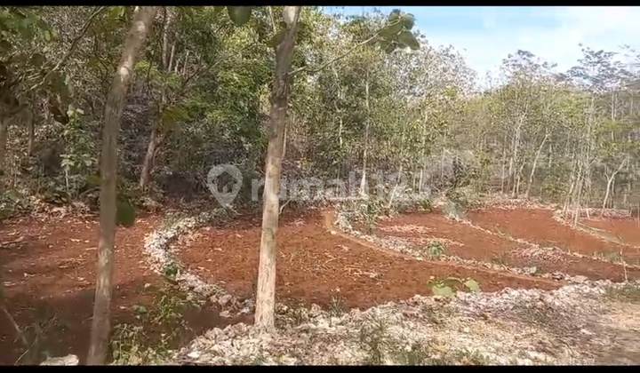 Bu Jual Murah Tanah Shm Di Saptosari Gunung Kidul Dekat Baron