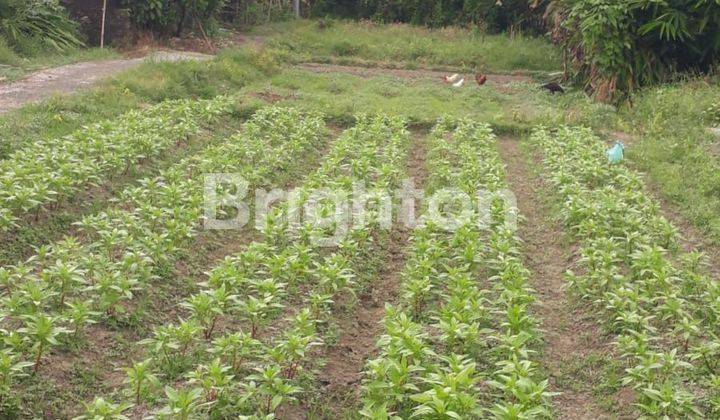 CHEAP LAND IN PENATIH FOR INVESTMENT 1