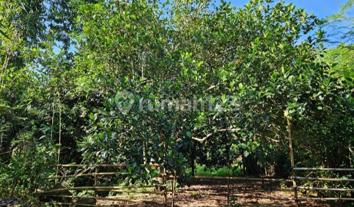 Executive Land Investment Talalawaan Manado