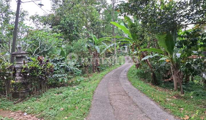 Tanah Kosong Bagus Adem Jatiluwih Tabanan Tanah Kosong Bagus Adem Jatiluwih Tabanan