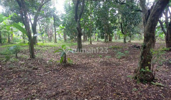 Jual Tanah Murah Depok, Dekat Cagar Alam Depok  1