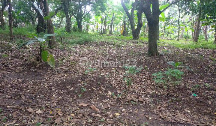Jual Tanah Murah Depok, Dekat Cagar Alam Depok  4