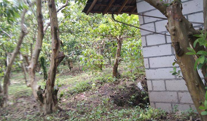 Tanah subur tanaman jambu  4