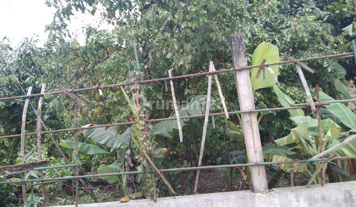 Tanah subur tanaman jambu  15