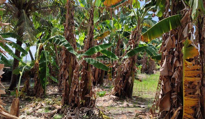 Tanah Di Paluh Merbau Percut Sei Tuan 16000 m² SHM 1