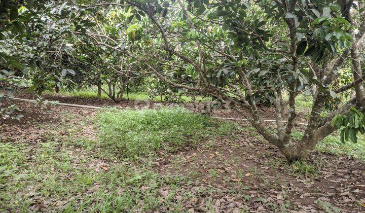 Kebun Rambutan, Tepi Sungai 1