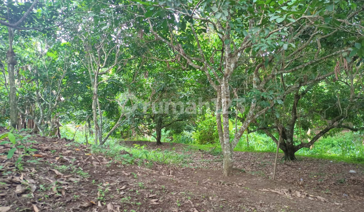 Kebun Rambutan, Tepi Sungai 3