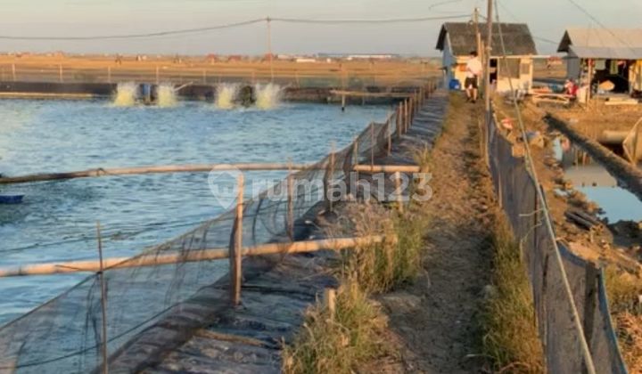 WTS / Dijual Cepat Lahan Bekas Tambak dan Siap Pakai di Desa Bendungan, Gebang, Cirebon, Jawa Barat