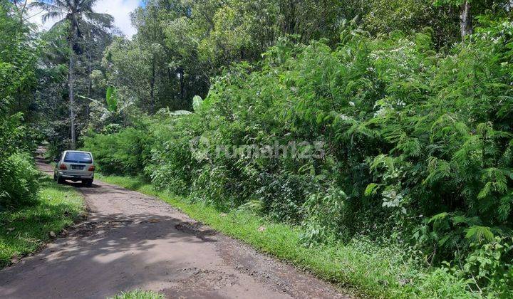 Dijual Kebun Cengkeh Aktif Pinggir Jalan Daerah Ngajum 1