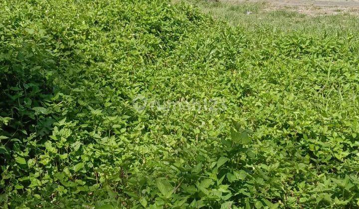 DI JUAL TANAH PRIBADI PADAT PENDUDUK di Kendalpayak 1
