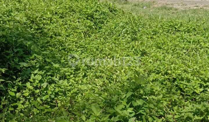 DI JUAL TANAH PRIBADI PADAT PENDUDUK di Kendalpayak 4