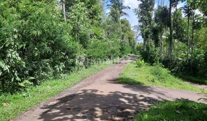 Dijual Kebun Cengkeh Aktif Pinggir Jalan Daerah Ngajum 2