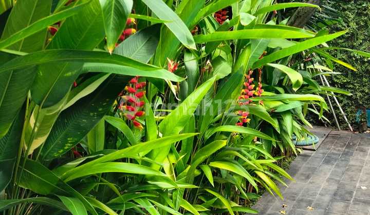 For Rent: Exclusive & Prime Area Ready-to-Occupy House in Kemang 2