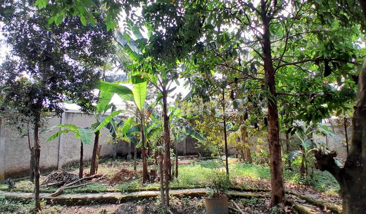 Tanah di Ciseeng Parung. Dapat 1 rumah 4 Toko dan Kebun (IR)