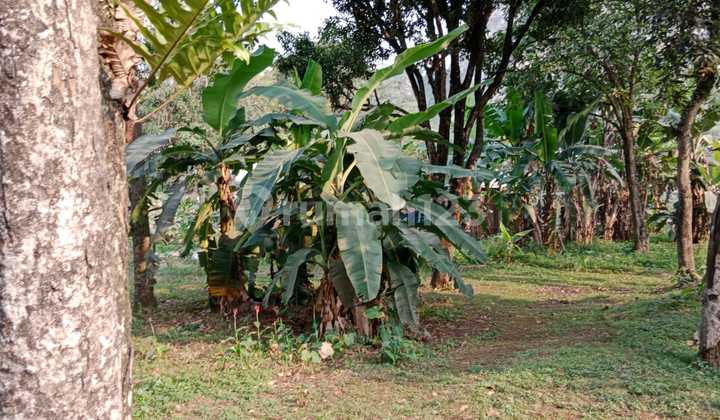 Jual cepat!!! Tahan padat (lahan perkebunan) di Mainroad padalarang cocok untuk SPBU /hotel & restaurant harga dibawah pasar di Dekat danau ciburuy 38600 m² SHM 16