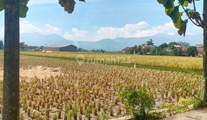 DIJUAL CEPAT Sawah Aktif hasil panen bagus dibMainroad majalaya dekat the matic majalaya 5000 m² 2