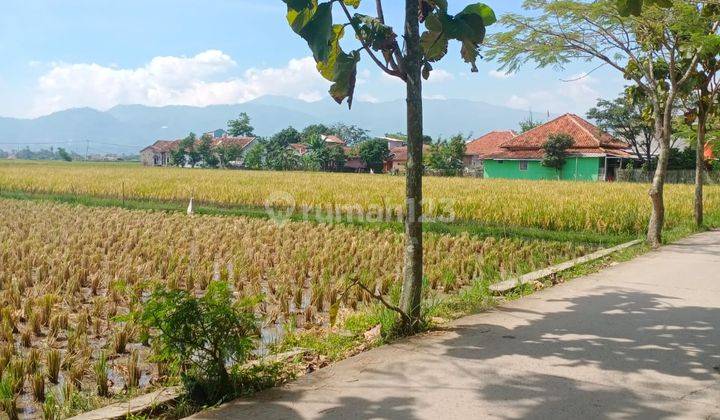 DIJUAL CEPAT Sawah Aktif hasil panen bagus dibMainroad majalaya dekat the matic majalaya 5000 m² 1