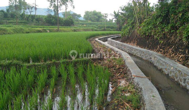 JUAL CEPAT Sawah aktif & kebun jeruk di Samarang garut jawa Barat 3500 m² SHM lokasi strategis 2