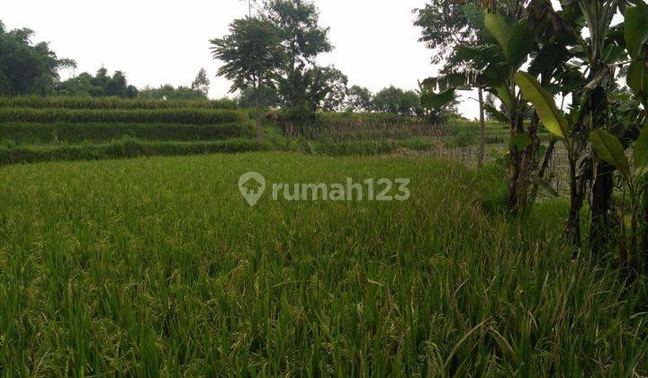 JUAL CEPAT Sawah aktif & kebun jeruk di Samarang garut jawa Barat 3500 m² SHM lokasi strategis 1