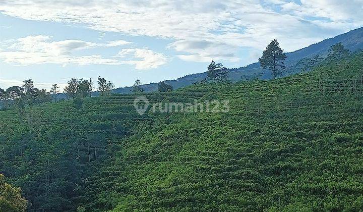 DI JUAL TANAH & AGROWISATA BESERTA ISINYA 1