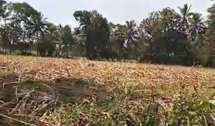 Lahan Siap Bangun Luas Bakalan Bululawang, Malang He513  2