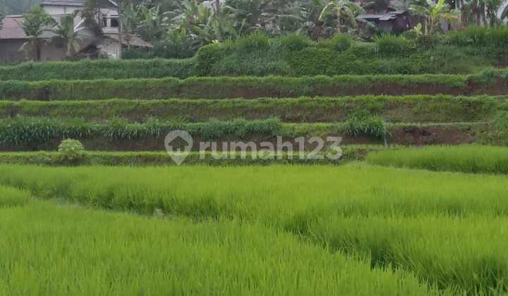 For Sale: Rice Field in Nyalindung, Sukabumi