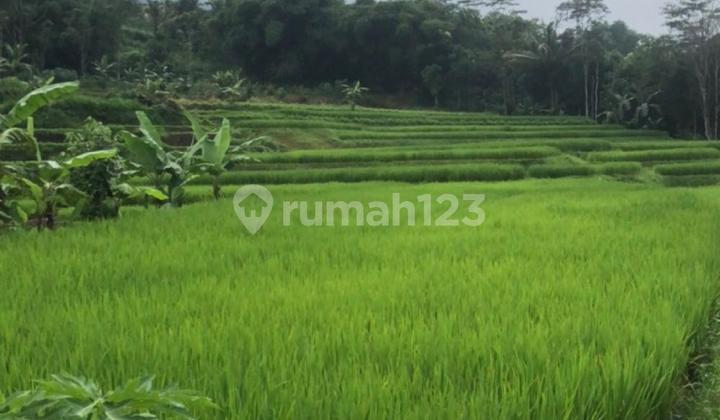 For Sale: Rice Field in Nyalindung, Sukabumi