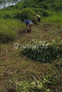 Cepat Lahan Cbd Cibubur 1,5 Ha SHM Lokasi Utama 50 Persen NJOP Cepat Lahan Cbd Cibubur 1,5 Ha SHM Lokasi Utama 50 Persen NJOP