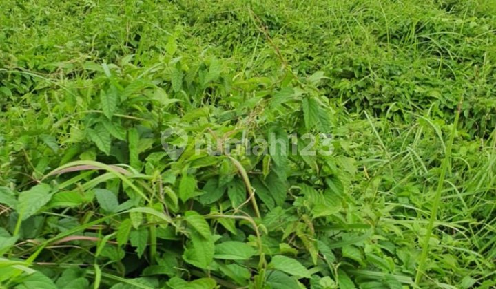 Tanah Lokasi Strategis Di Canggu Bali Dekat Finns Beach Club