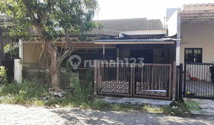 Nanas Pocan Hitung Tanah