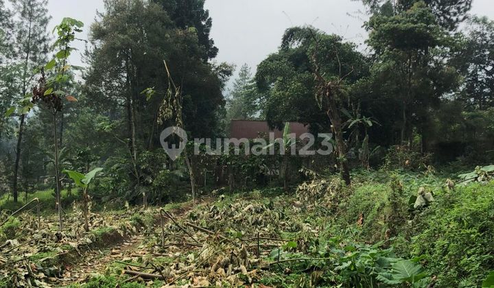 Jual Tanah Lereng Bromo Tengger Murah View Pemandangan Bagus Glamping Villa Cottage Sukapura Probolinggo