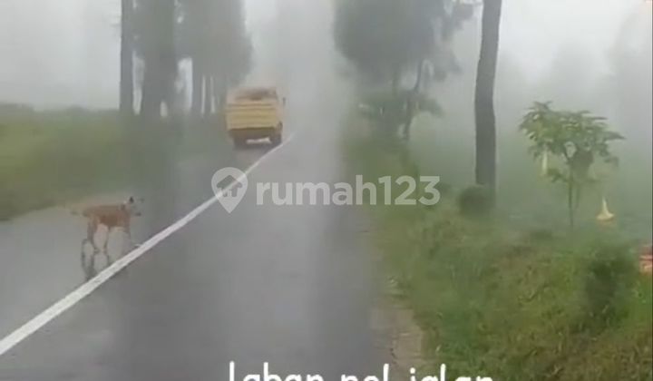 Jual Tanah Bromo Tengger 0 Jalan Raya Hotel Resto Wisata Mdpl 1000 Sukapura Probolinggo Kabupaten