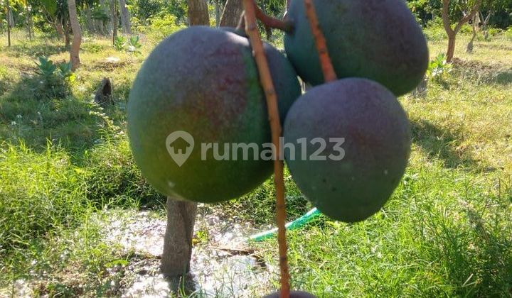 Jual Tanah Lahan Perkebunan Kebun Pertanian Buah Mangga Pepaya Porang Kayu Sengon Situbondo Jatim Jual Tanah Lahan Perkebunan Kebun Pertanian Buah Mangga Pepaya Porang Kayu Sengon Situbondo Jatim