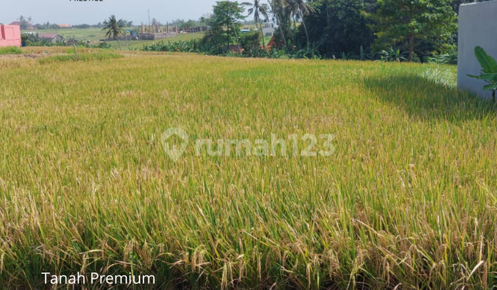 FOR SALE TANAH PREMIUM DI AREA CANGGU DENPASAR BALI FOR SALE TANAH PREMIUM DI AREA CANGGU DENPASAR BALI