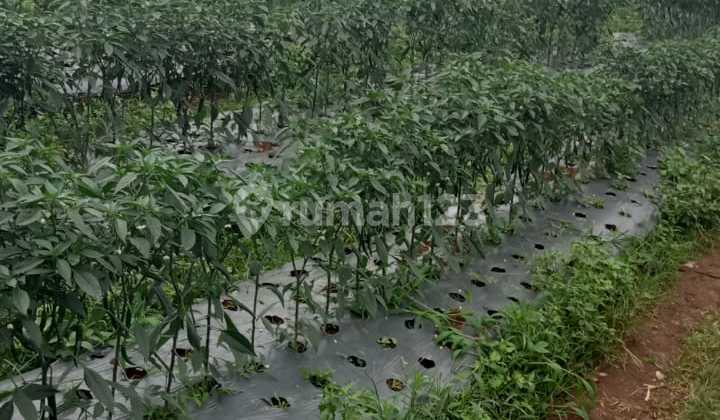 Murah! Tanah Subur Ciwidey Bandung Murah! Tanah Subur Ciwidey Bandung