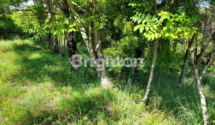 Lahan Tanah Dekat Pantai Untuk Diving dengan Underwater Terasering Alami di Karangasem Bali Lahan Tanah Dekat Pantai Untuk Diving dengan Underwater Terasering Alami di Karangasem Bali