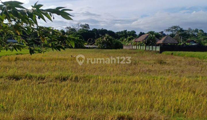 Di Jual Tanah Peruntuan Perumahan villa Resort Di Tabanan  4
