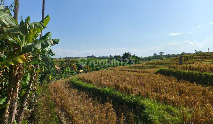 Tanah Langka View Sawah dan Jungle Area Startegis Canggu  Bali  1