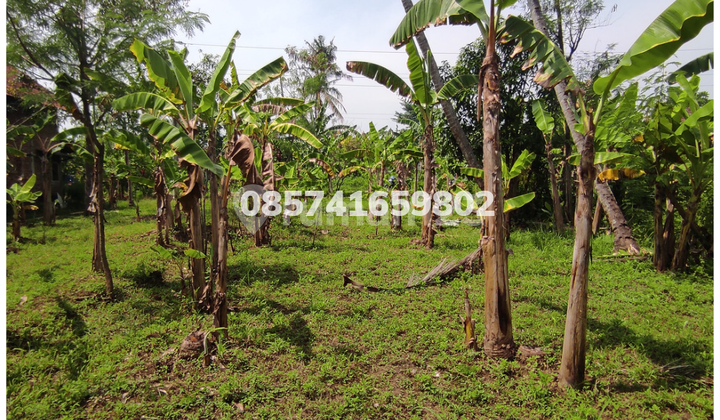Jual Cepat Tanah Zona Kuning di Jamus Mranggen 6
