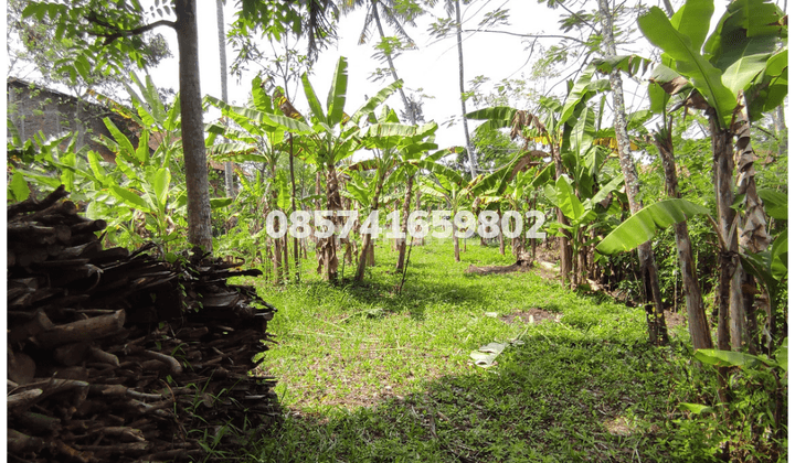 Jual Cepat Tanah Zona Kuning di Jamus Mranggen 8