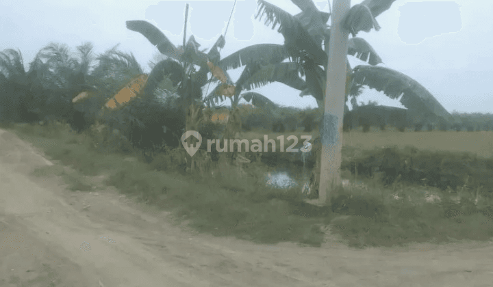 Tanah luas 3 hektar lokasi tanjung rejo jalan paluh merbau 1