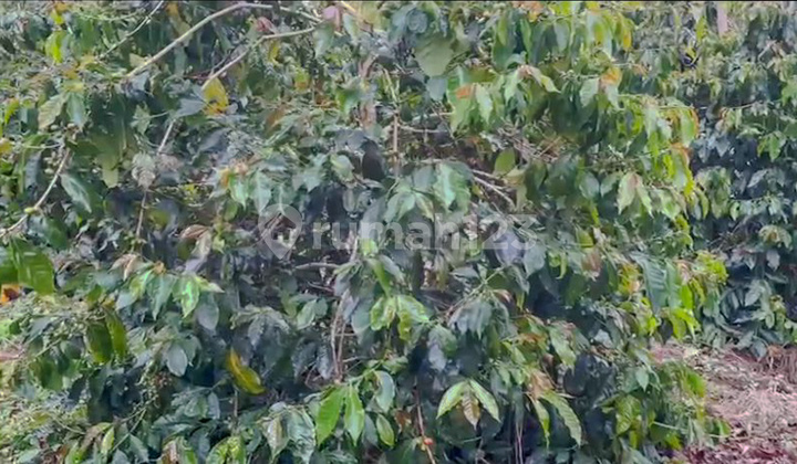 Garden in Lintong Nihuta, Sumatra