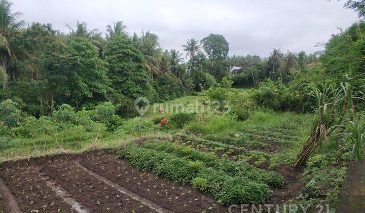 Tanah Cocok Untuk Investasi Di Batuan Gianyar S7916 1