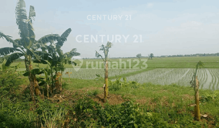 Tanah Sawah Produktif  Dekat Pintu Toll Gabus Bekasi Utara S8959