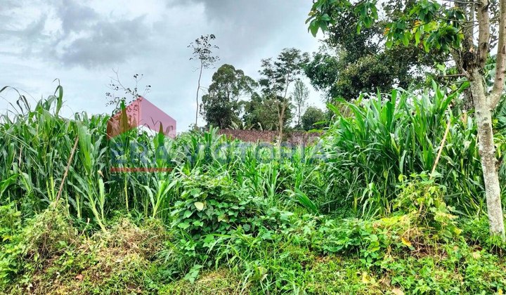 Tanah Dekat Batu Night Spectacular Junrejo Batu