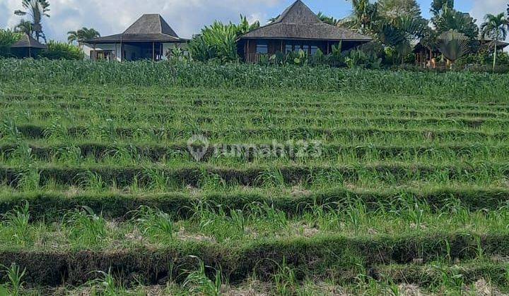 Jual tanah sawah view laut dan gunung 1