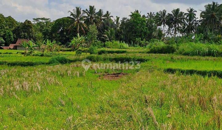 Sell Ubud payang land 2