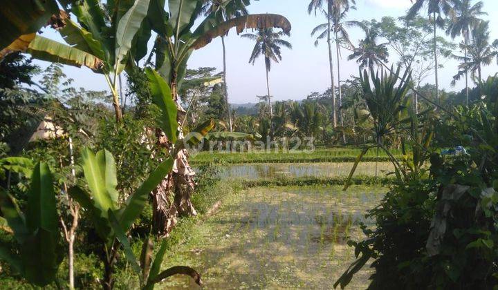 Sewa tanah ubud 1